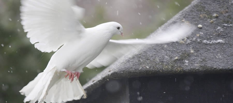 | Purchasing and breeding Doves | Robinson Garden | Purchasing and breeding Doves | Robinson Garden