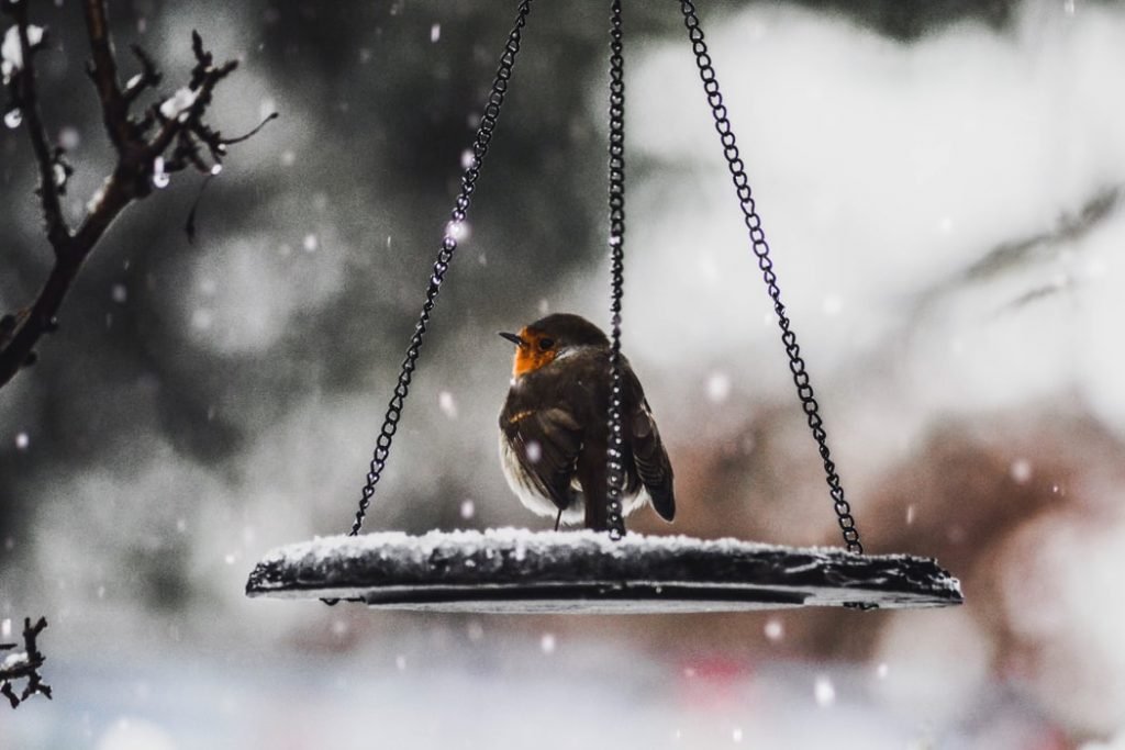 3 things you should look out for on your winter walks this year MH RG1 Robinson Garden